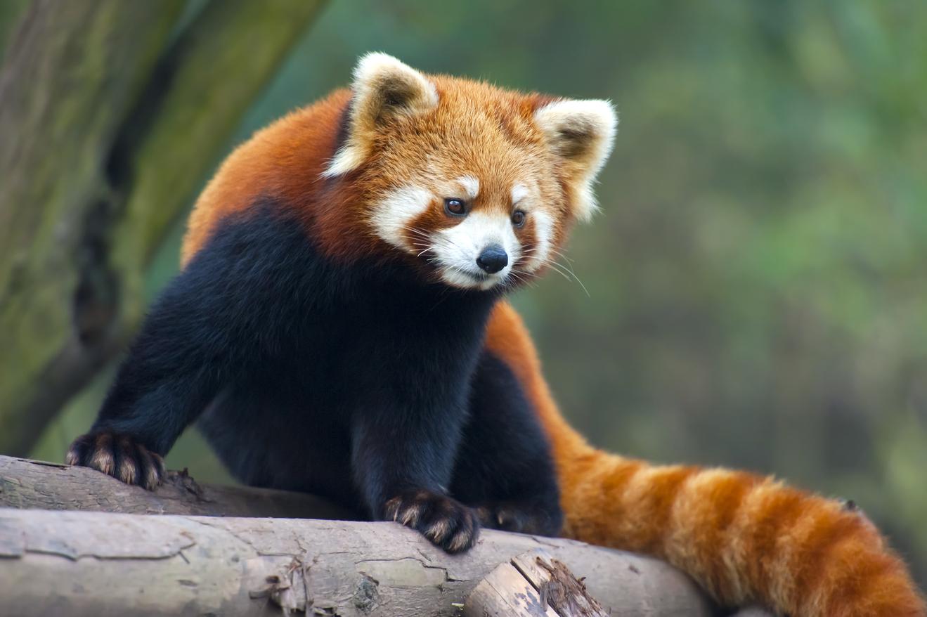 大小熊猫有何分别？ | 中国文化研究院- 灿烂的中国文明