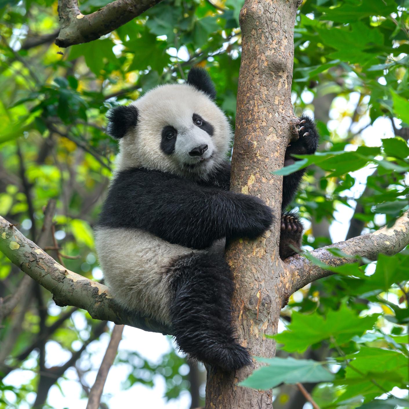 中国的珍禽异兽 大小熊猫有何分别?